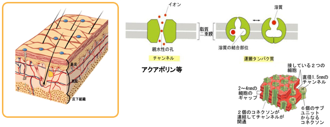 マティス